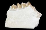 Oligocene Ruminant (Leptomeryx) Jaw Section #70093-1